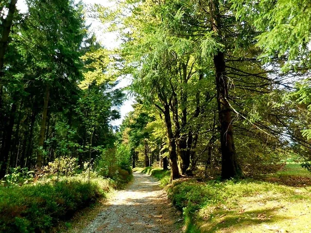 Out in the forest